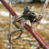 Impaled-Frog