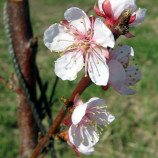 apricot-flowering